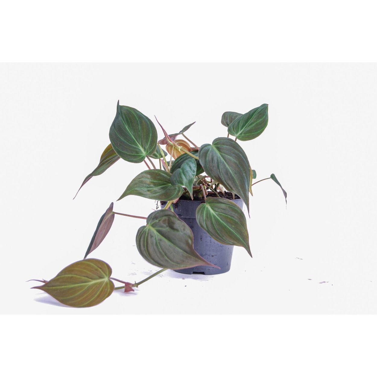 Филодендрон миканс