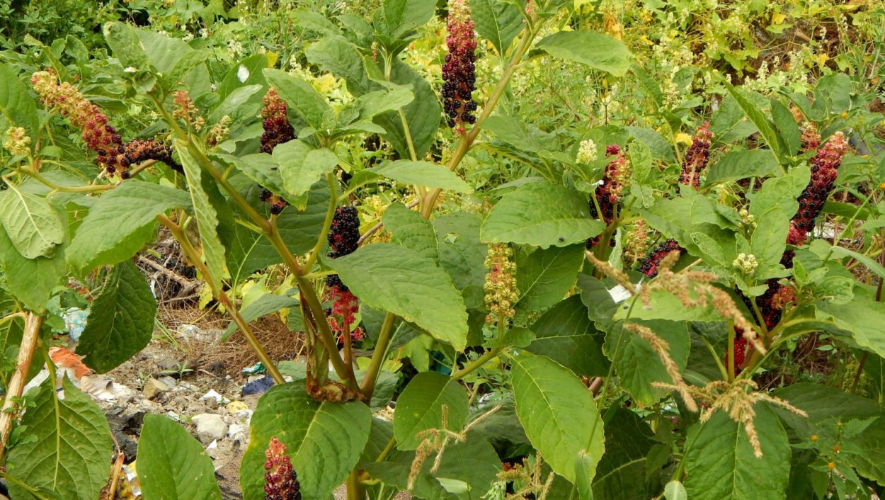 Лаконос костянковый соцветие простые неопределённые срцветия