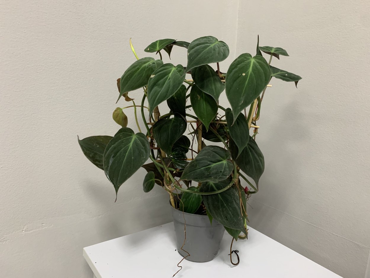 Филодендрон Сканденс, d-12