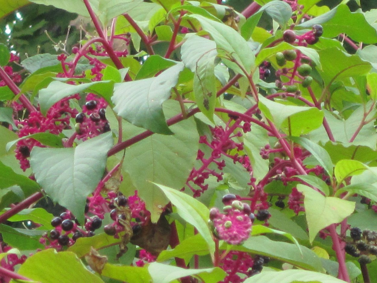 Растение фитолакка характеристика