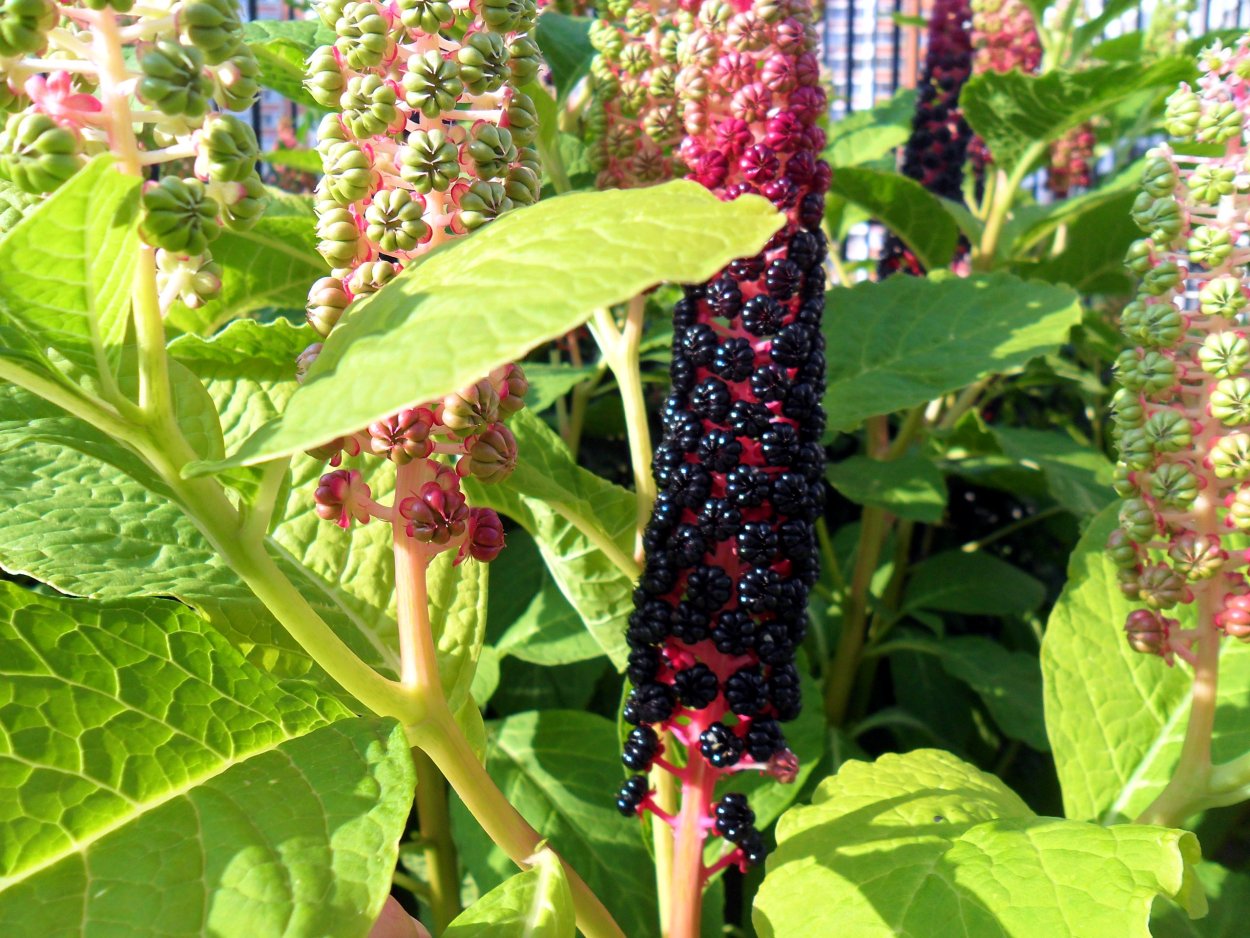 Паслен и лаконос