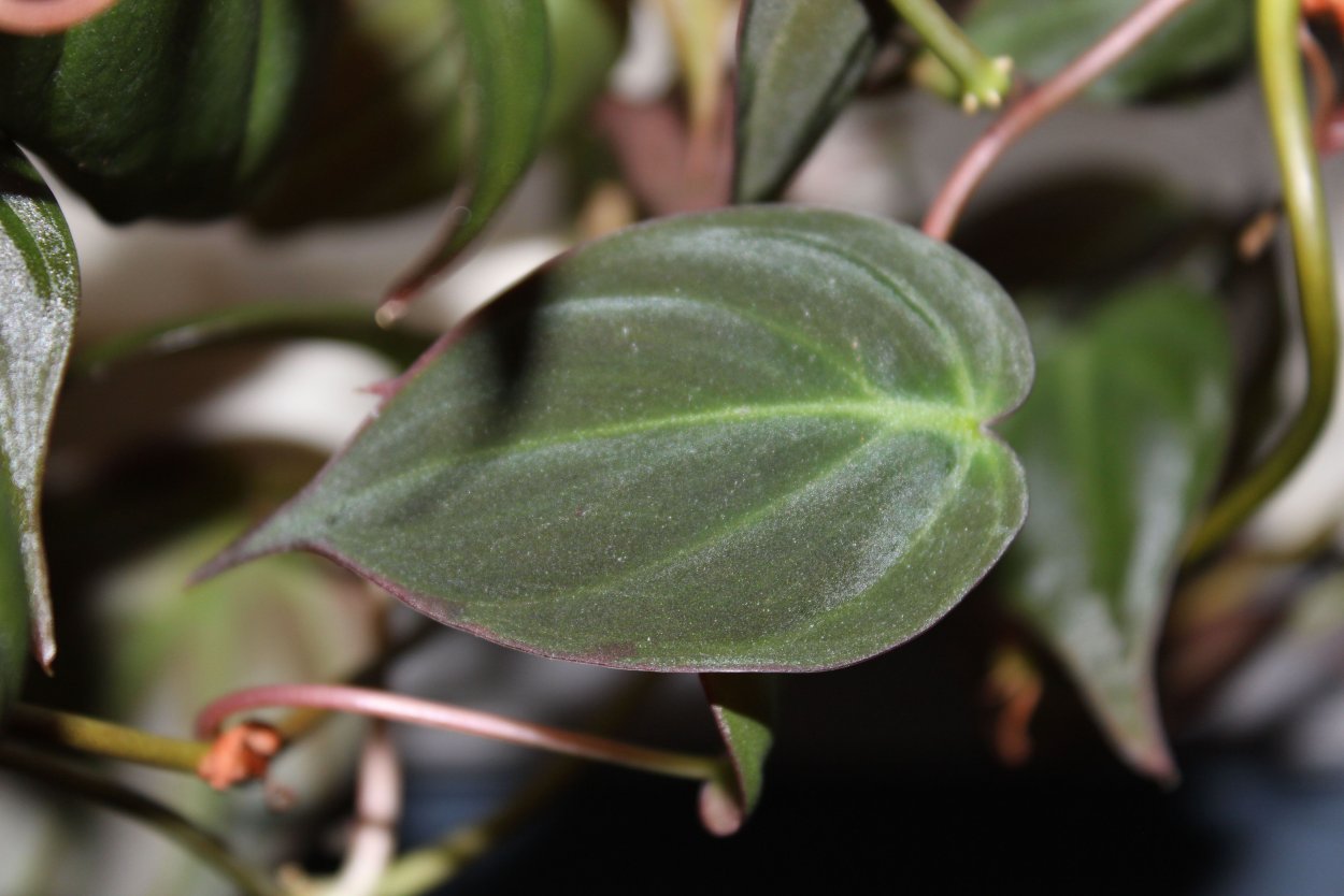 Филодендрон Сканденс махровый