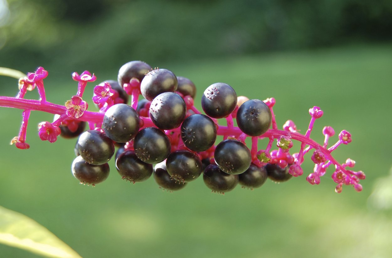 Лаконос фитолакка костянковая