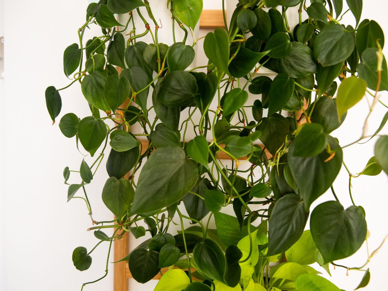 Филодендрон Уайт мейджер