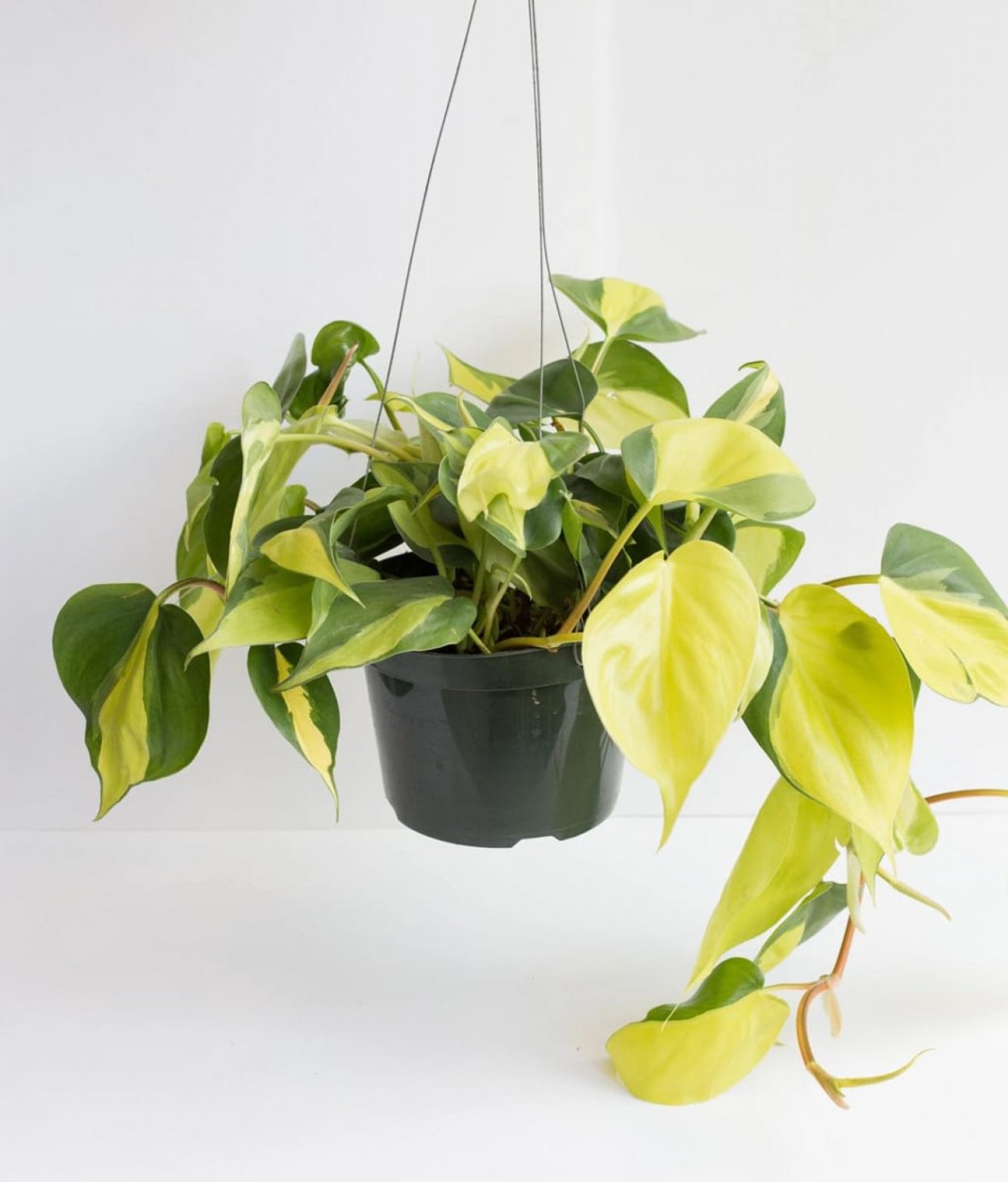 Филодендрон Heart Leaf