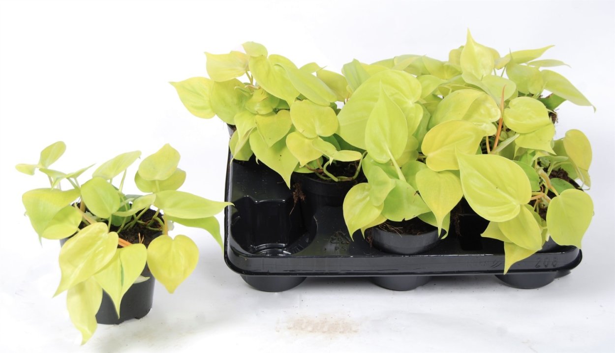 Филодендрон плющелистный