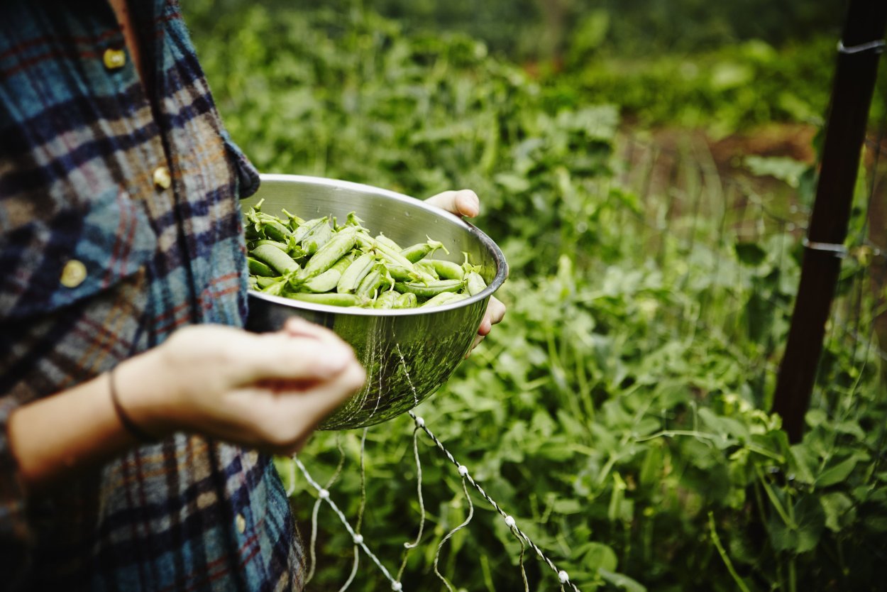 Симбионты бобовых растений