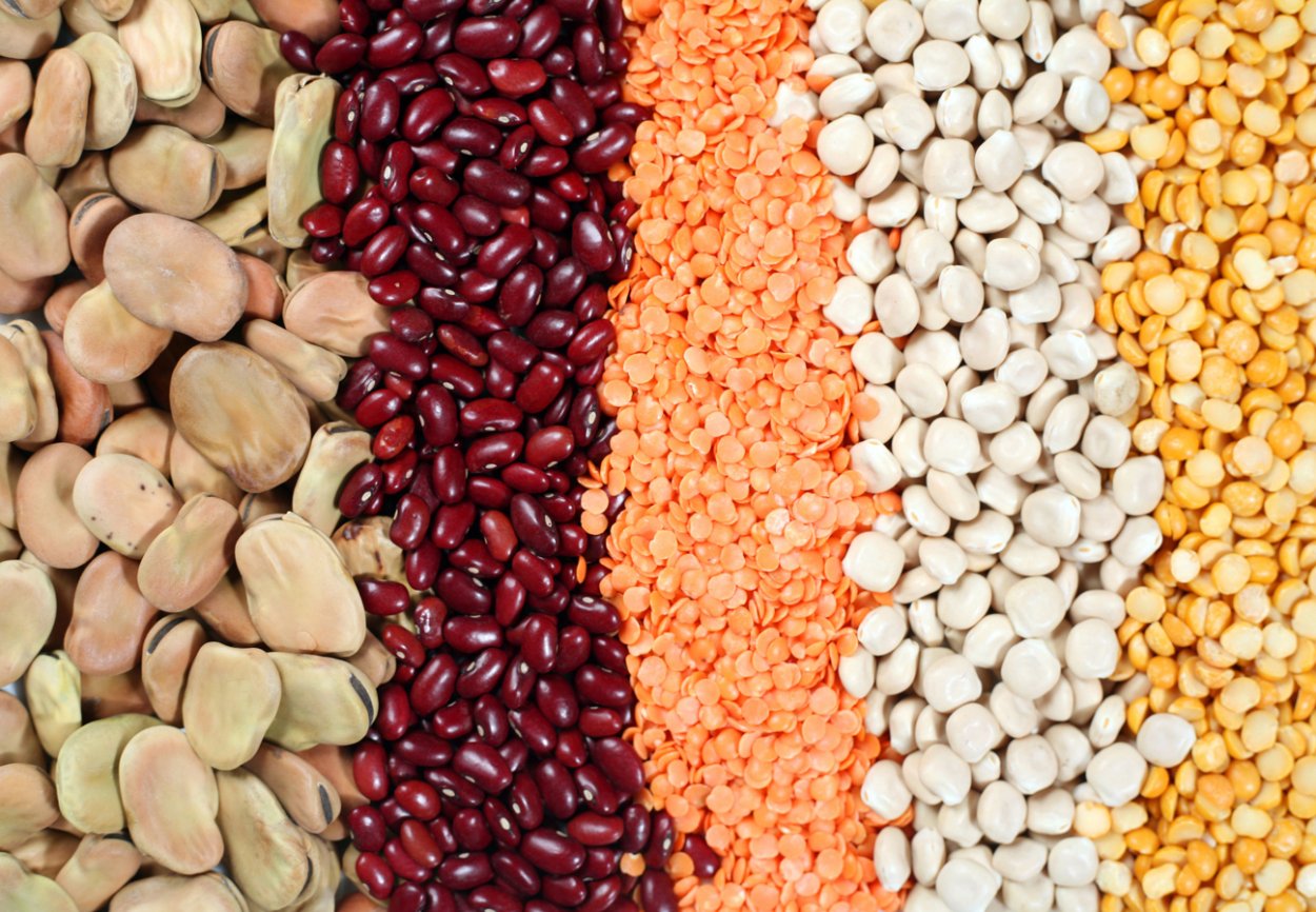 Бобовые растения ботаника