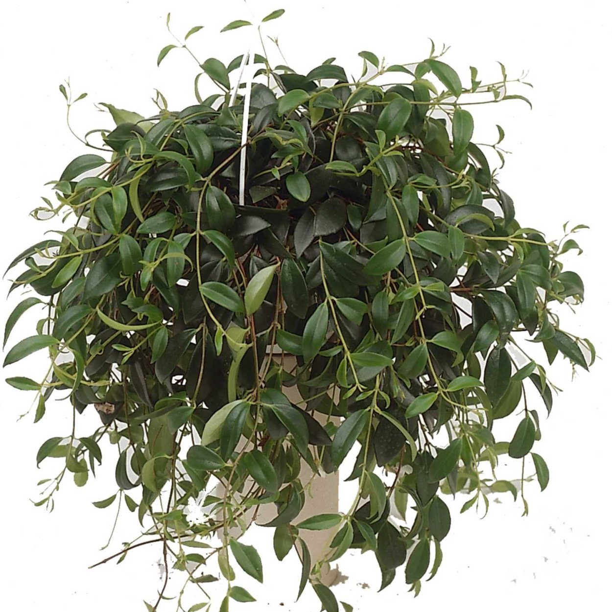 Кодонанта ампельная