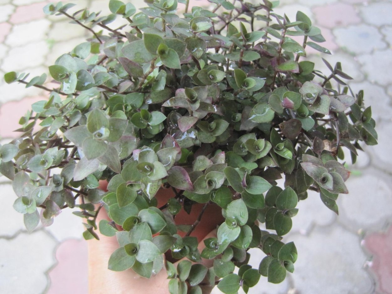 Каллизия мелколистная