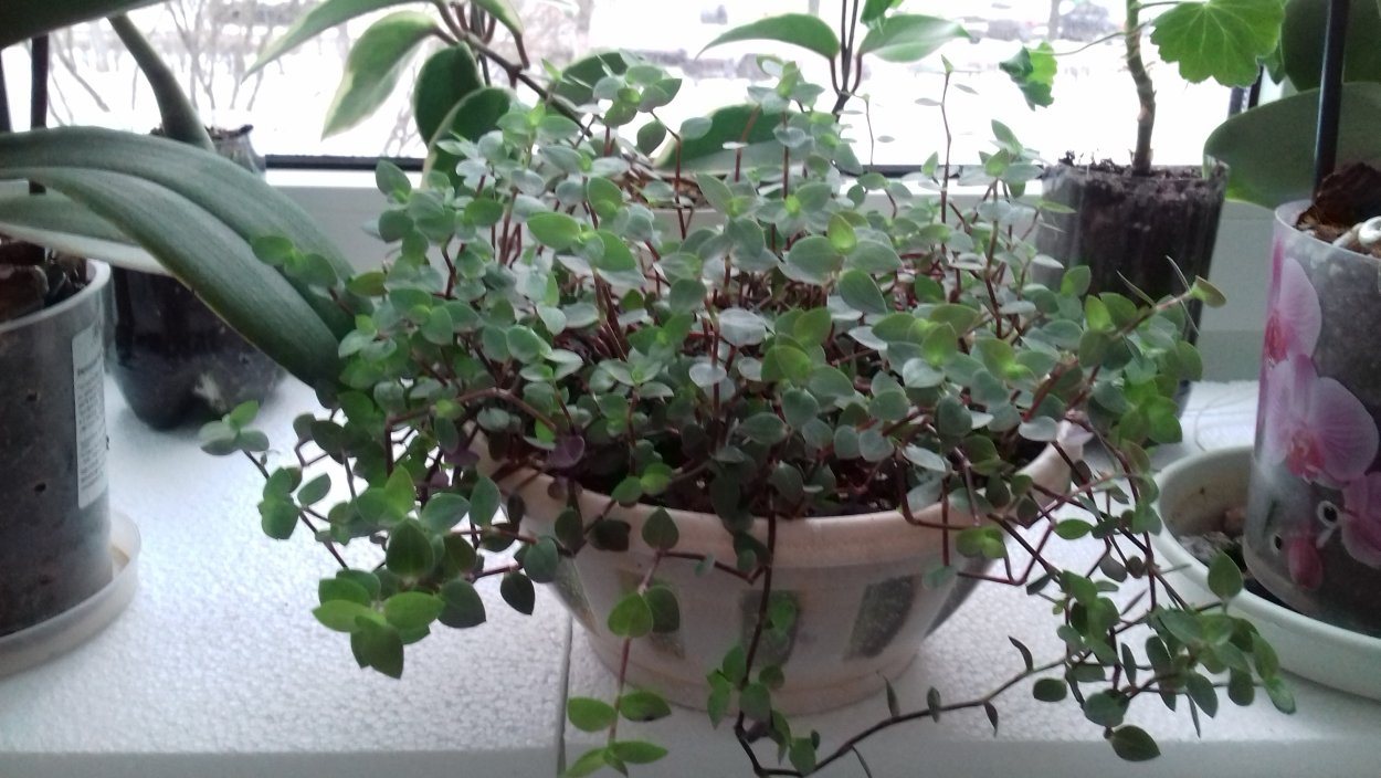 Каллизия укоренение