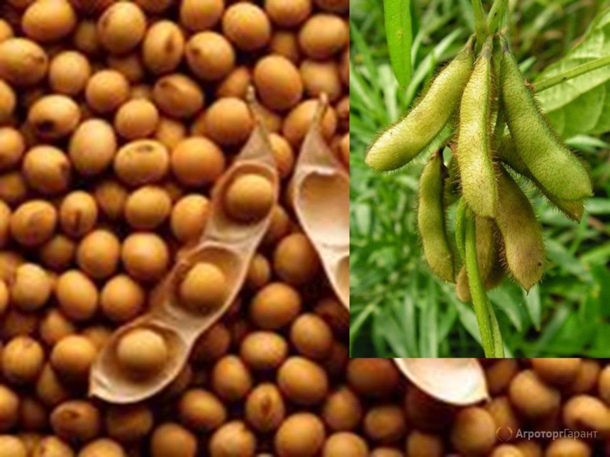 Соевые Бобы