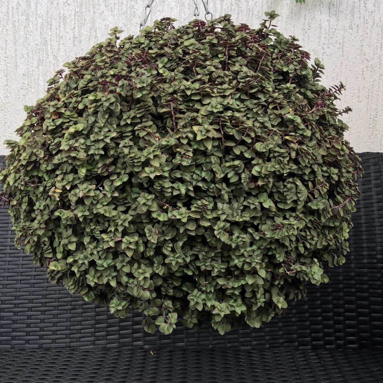 Традесканция каллизия