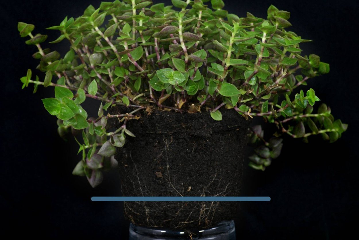 Растение каллизия ползучая