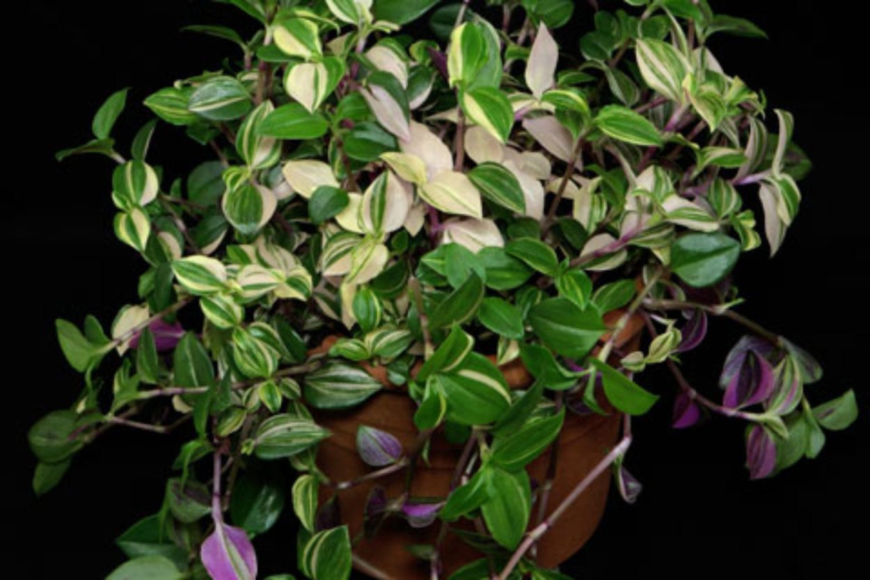 Традесканция Мурдания