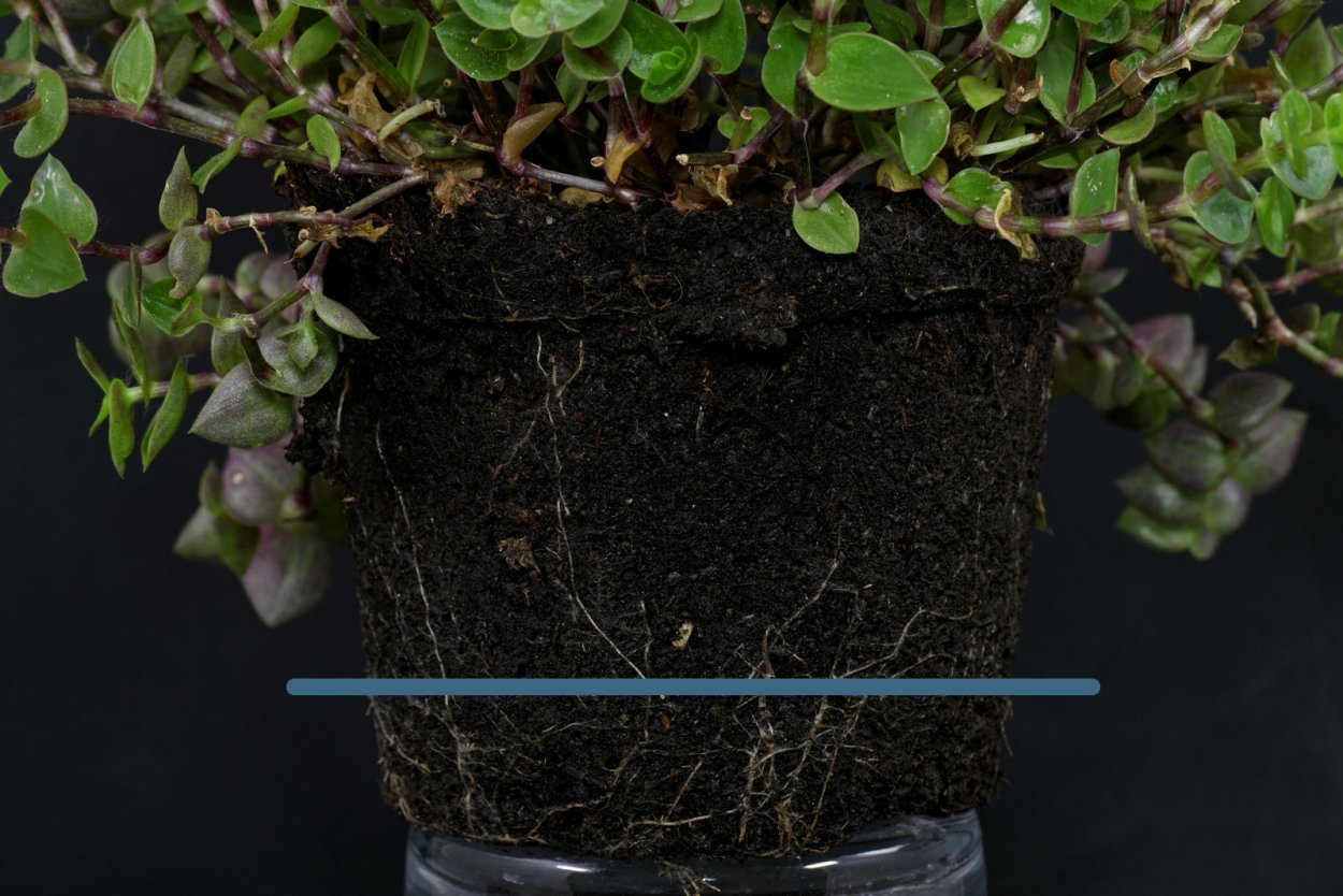 Каллизия Репенс черенок