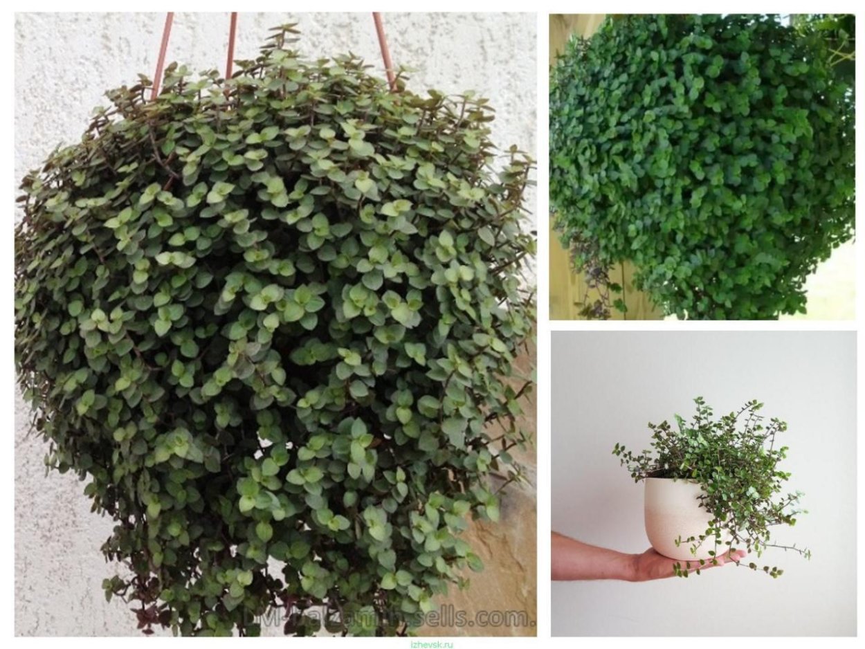 Традесканция ампельная мелколистная