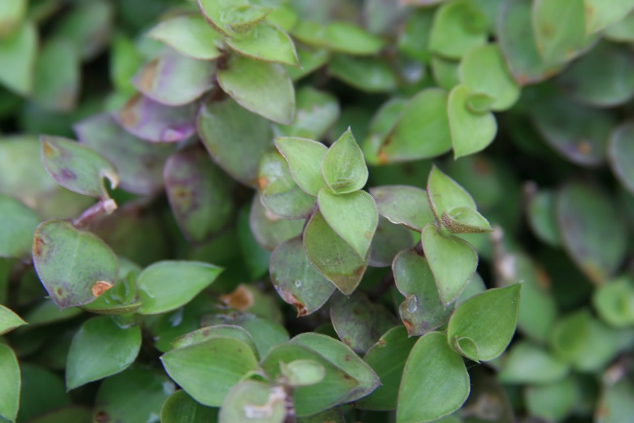 Каллизия Репенс