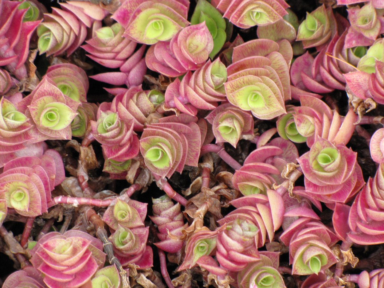 Традесканция мелколистная каллизия ползучая