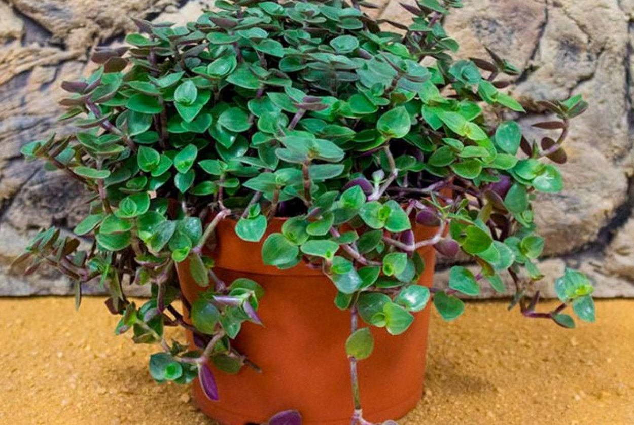 Callisia repens Gold