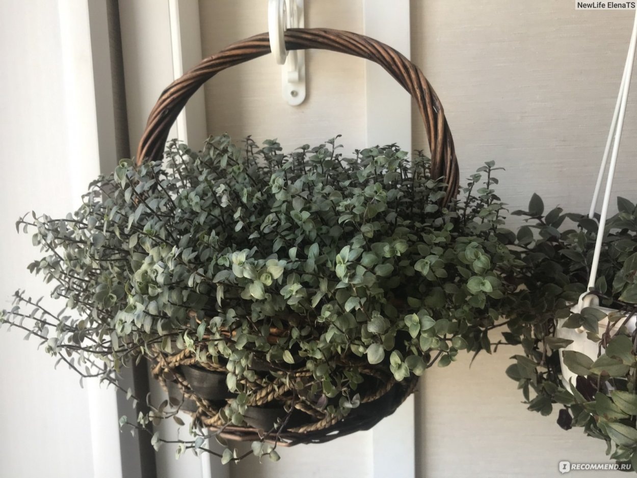 Каллизия repens Turtle