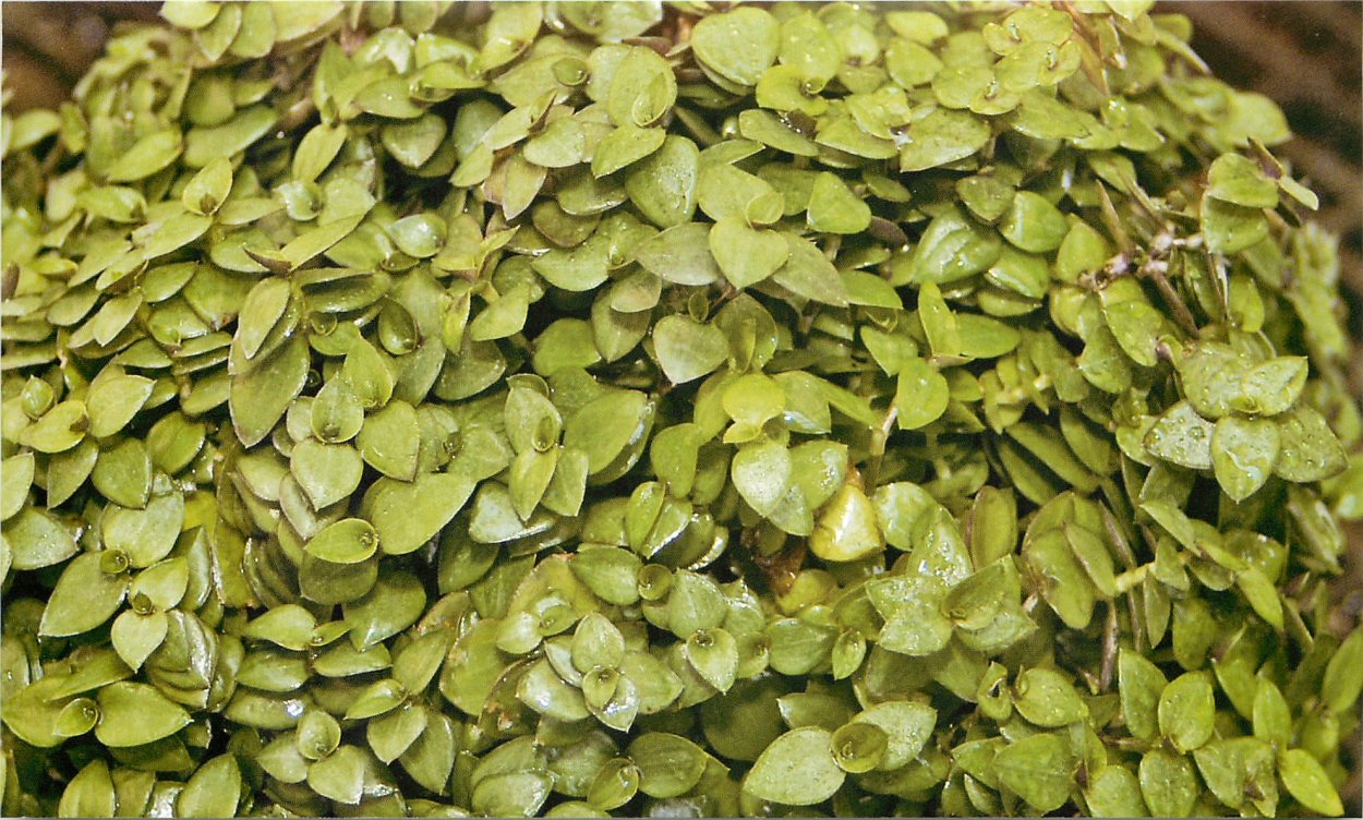 Каллизия элегантная