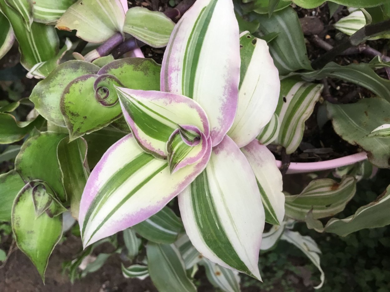 Каллизия мелколистная