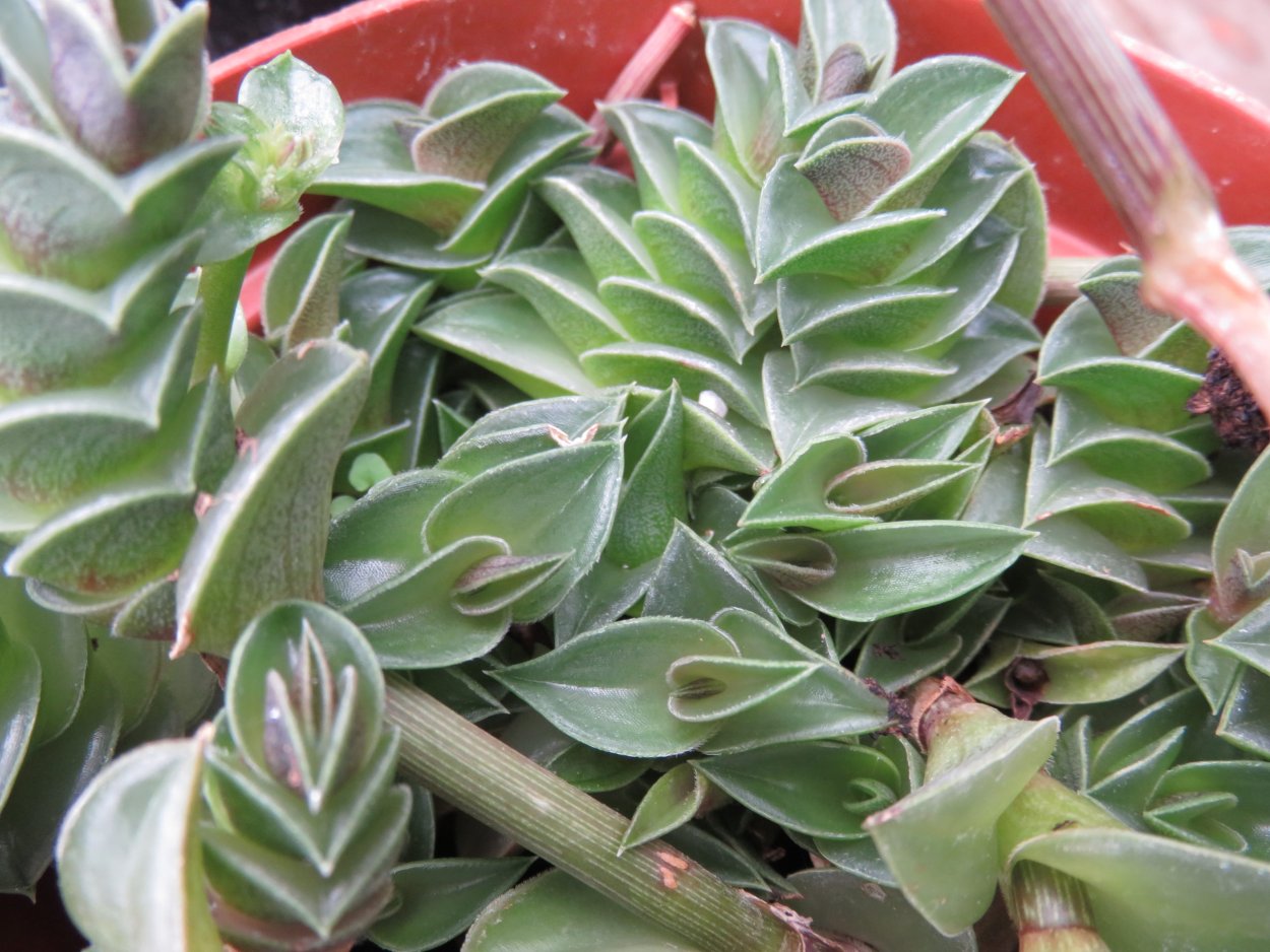 Традесканция ладьевидная (Tradescantia navicularis)