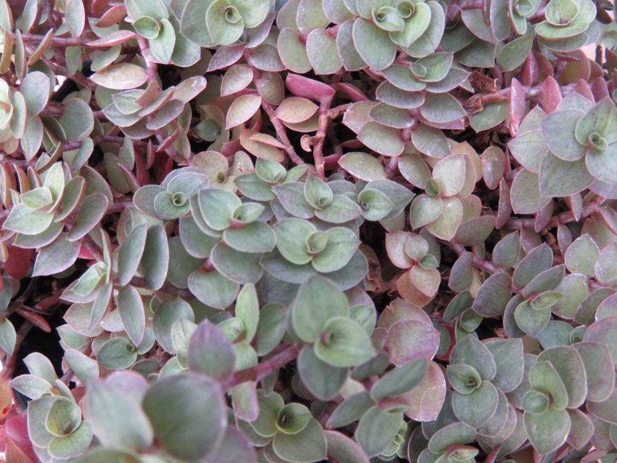 Каллизия repens