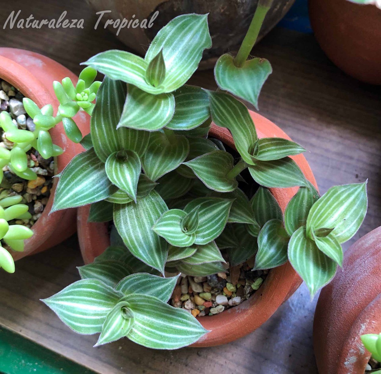 Традесканция каллизия