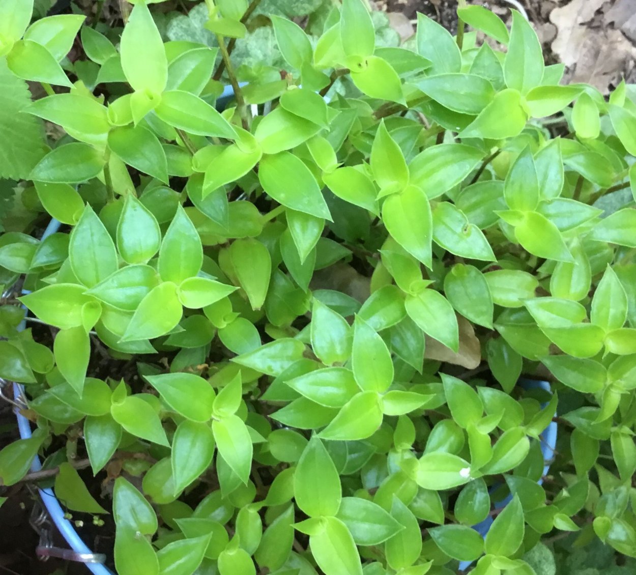 Каллизия ползучая Репенс