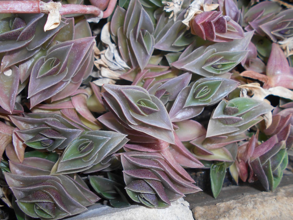 Каллизия Репенс