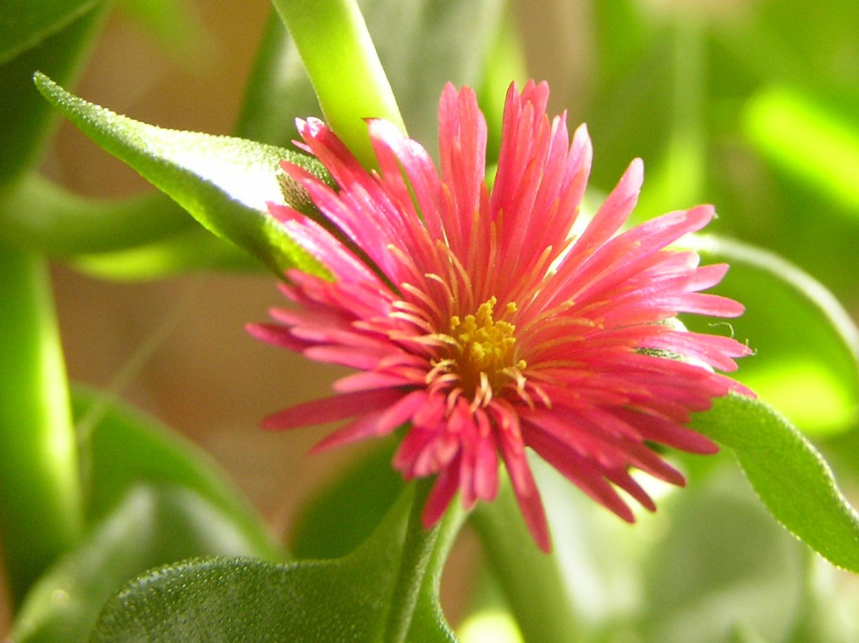 Теплолюбивые растения