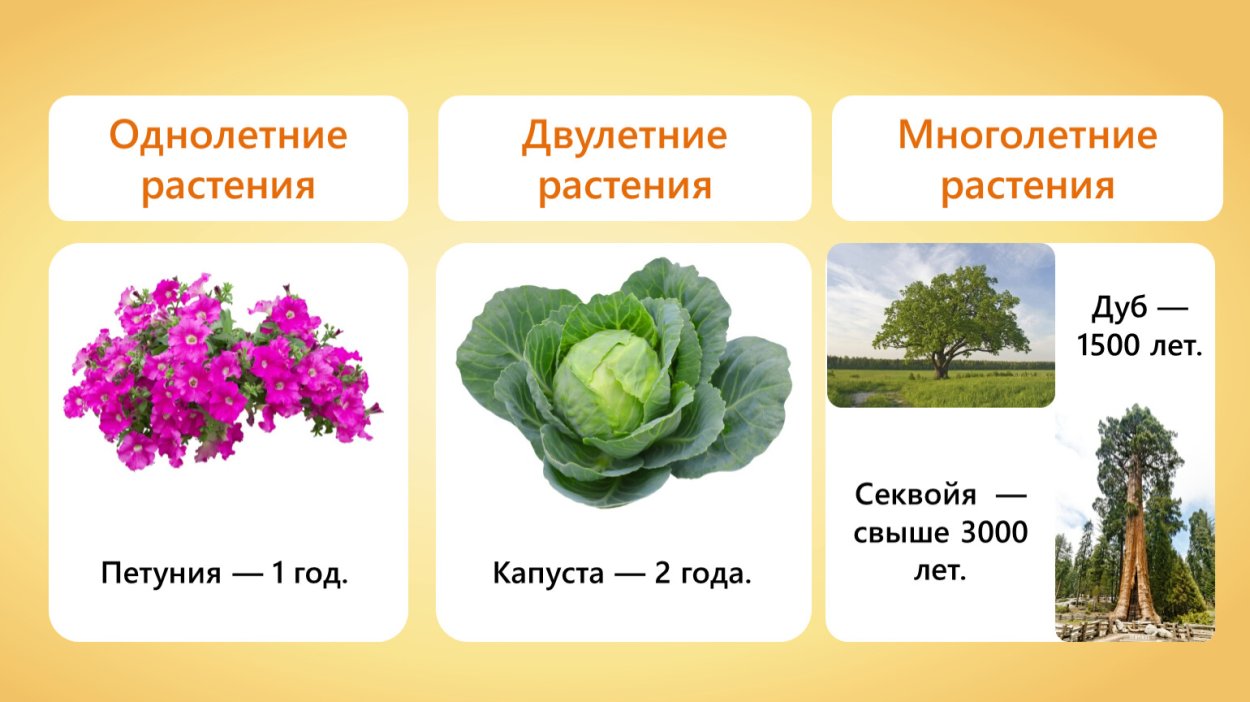 Однолетние растения двулетние растения многолетние растения