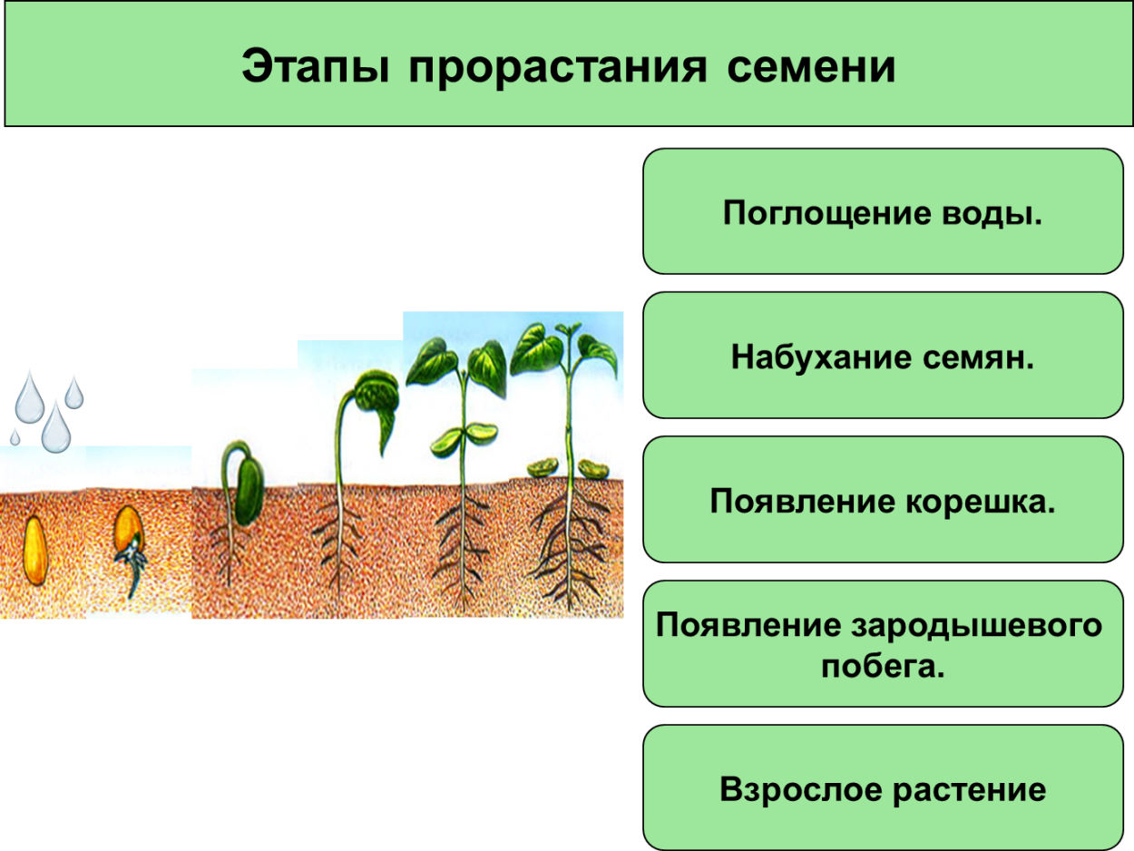 Выбери условия необходимые для прорастания семени
