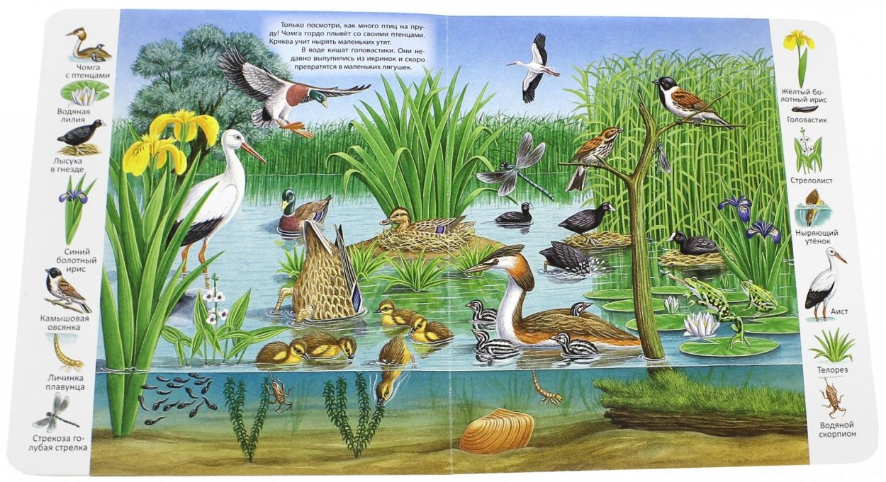 Растения и животные реки