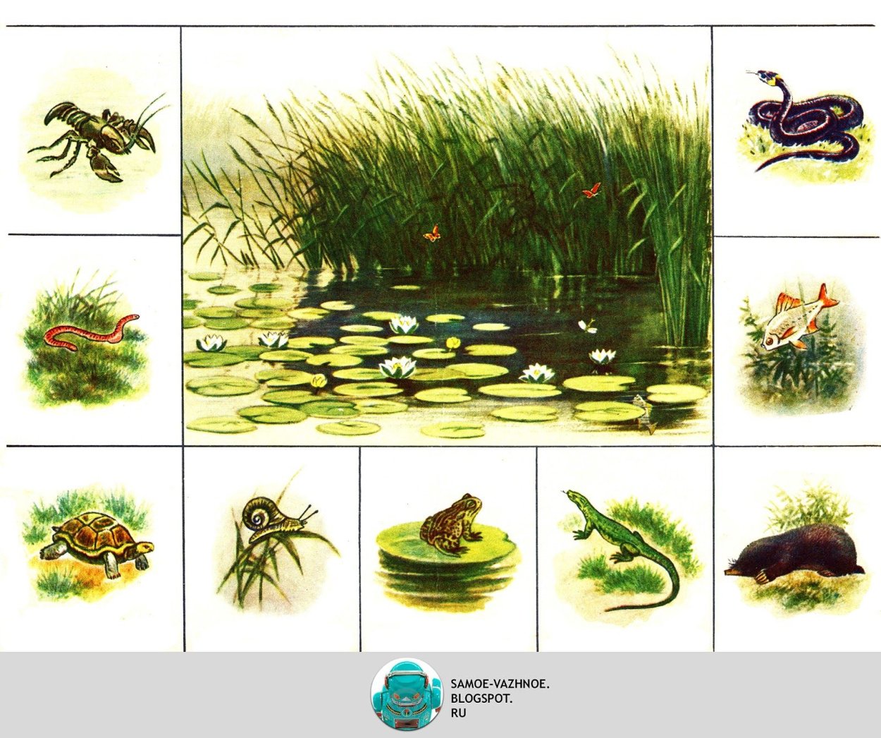 Водоплавающие жители водоема