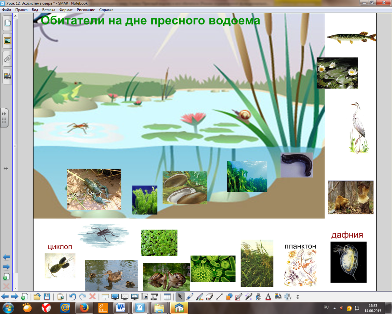 Растительный мир водоемов