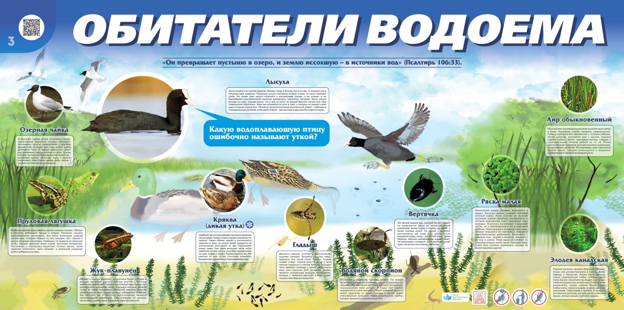 Пищевая цепочка пресного водоема