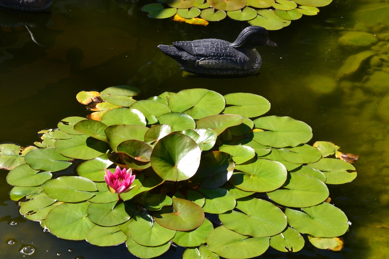 Обитатели пресных водоемов