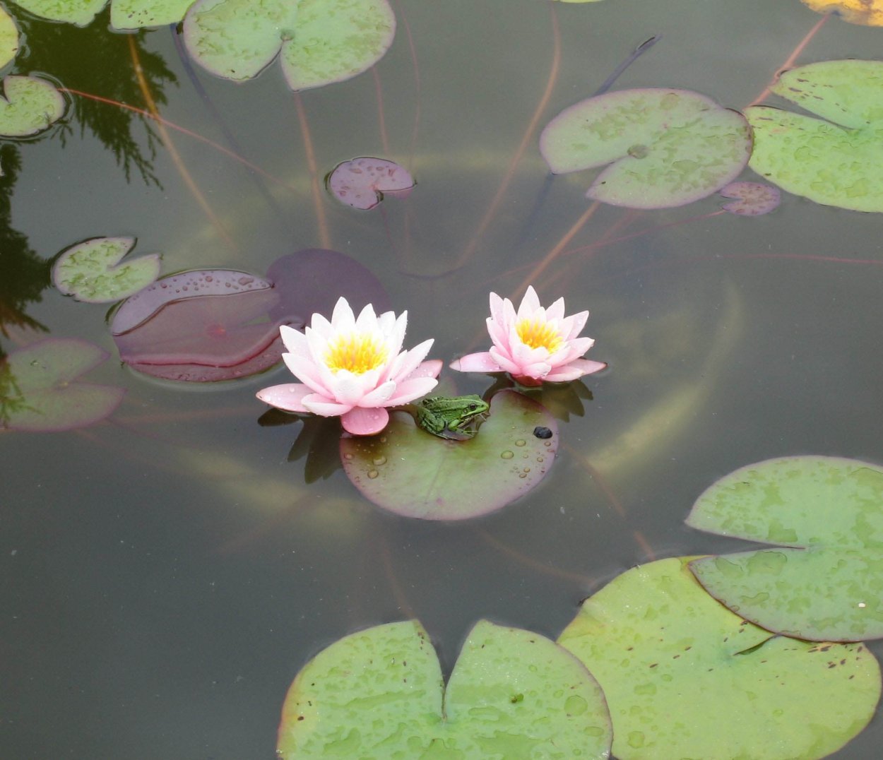 Водоем с утками