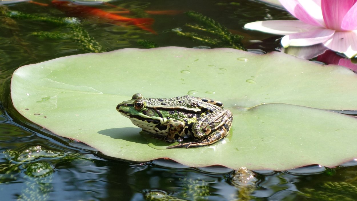 Обитатели пресных вод