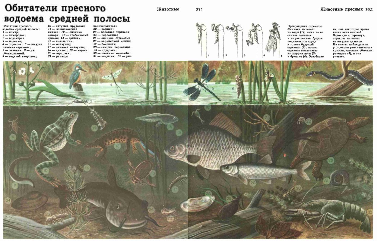 Обитатели пресных водоемов