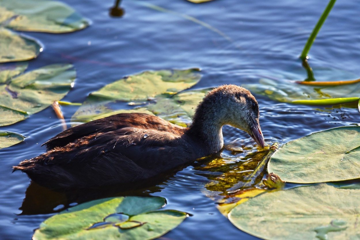 Кувшинка влаголюбивое растение