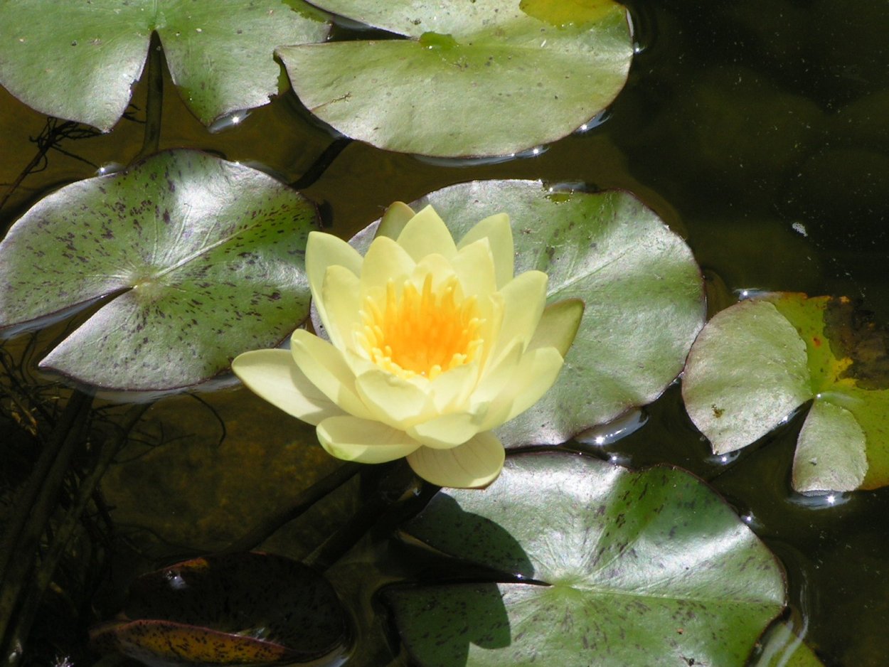 Лотосовые поля в Калмыкии