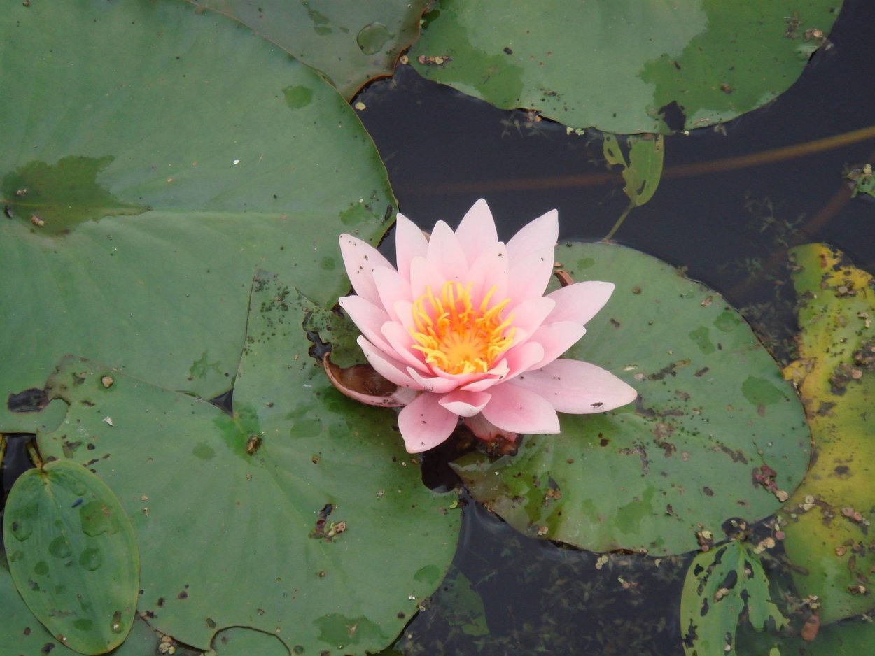 Растения в пресных водоёмах Алтайского края