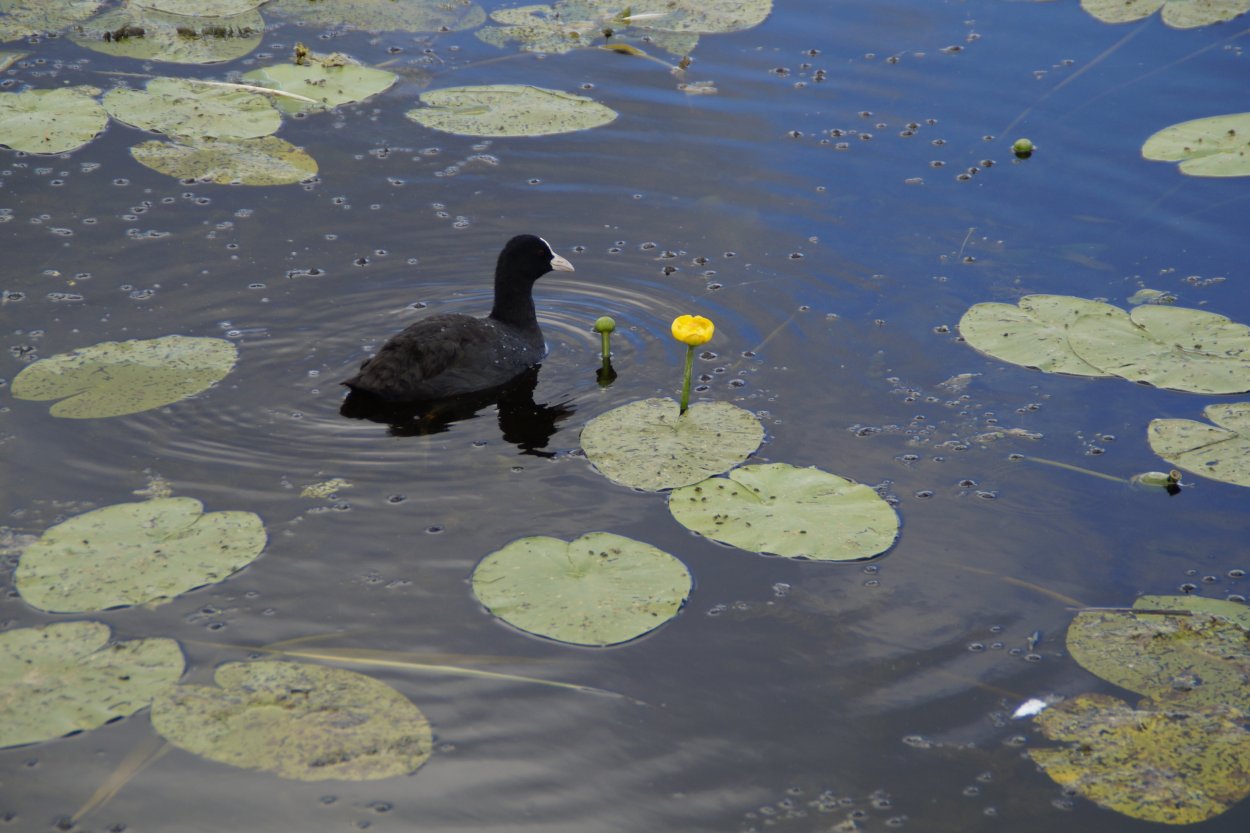 Болото Эстетика кувшинки жаба