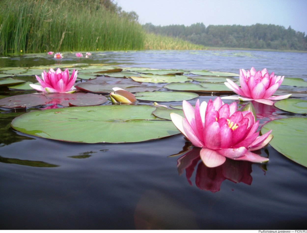 Лотос кувшинка кубышка