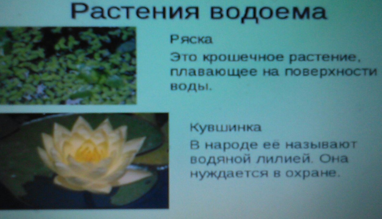 Пресноводные животные и растения