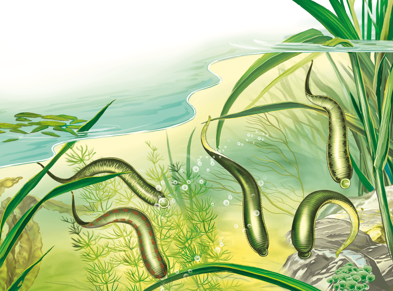 Прудик Аптекарский кувшинки